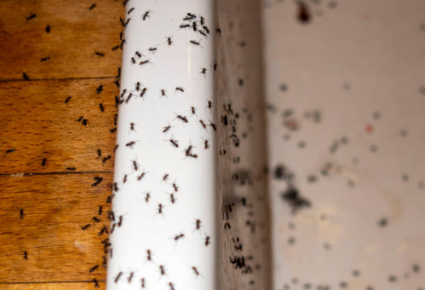Best Emergency Pest Control  in Boone, IA