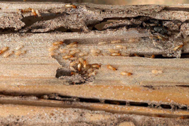 Best Emergency Pest Control  in Boone, IA