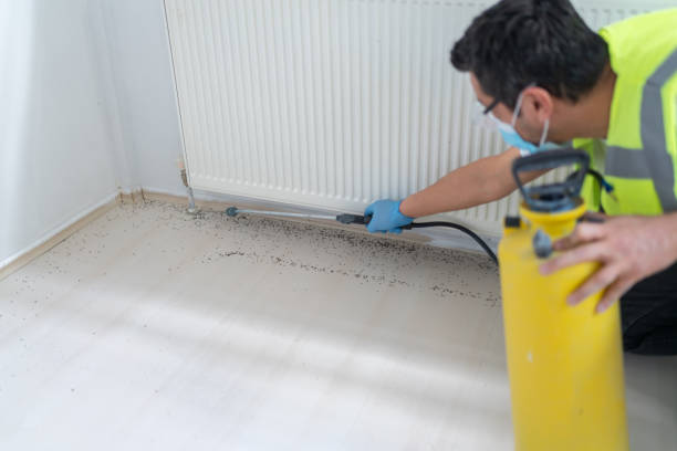 Best Wasp Removal Services  in Boone, IA